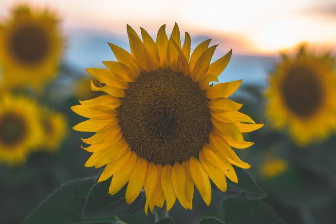 tilt shift lens photo of sunflower